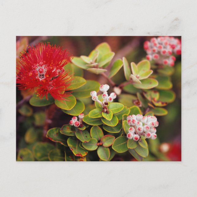Lehua Blossoms In Hawaii Volcanoes Postcard (Front)