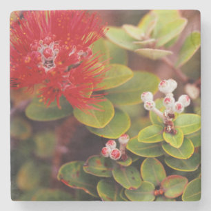Lehua Blossoms In Hawaii Volcanoes Stone Coaster