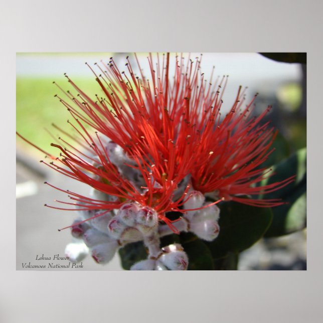 Lehua FlowerVolcano National Park Poster (Front)