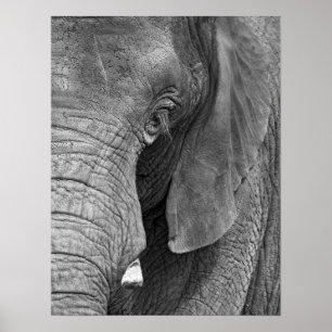 L'Elephant Print - Large