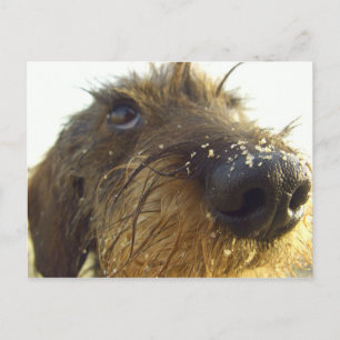 Lemme think about that... cute Dachshund Postcard