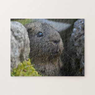 Lemon Agouti Guinea Pig in Grass behind Rock Jigsaw Puzzle
