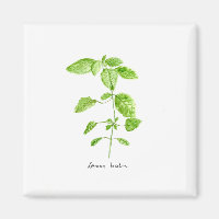 Lemon balm herb watercolor garden
