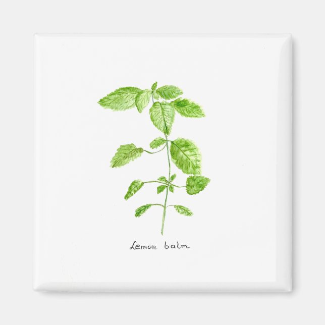 Lemon balm herb watercolor garden magnet (Front)