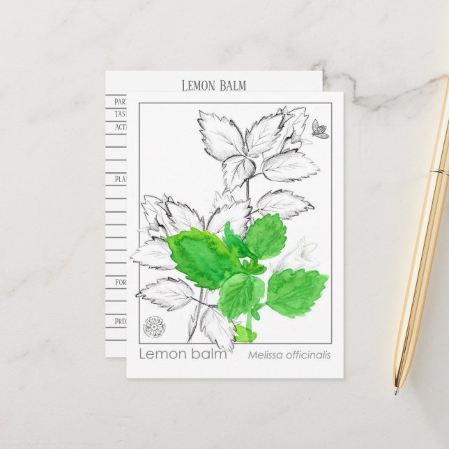 Lemon Balm Materia Medica Herbal Flash Card (Front/Back In Situ)