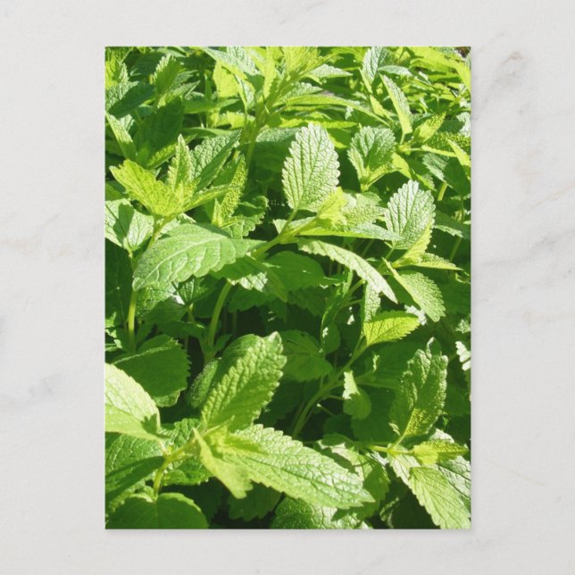 Lemon Balm Plant Postcard (Front)