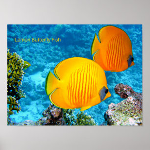 Lemon Butterfly Fish Poster