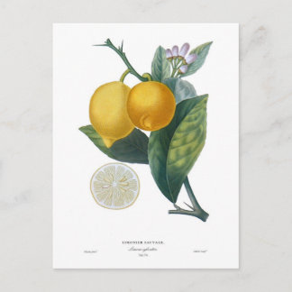 Lemon by Pierre - Antoine Poiteau Postcard