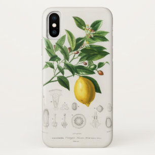 Lemon Citrus Fruit Botanical Limonium Illustration iPhone X Case