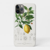 Lemon Citrus Fruit Botanical Limonium Illustration
