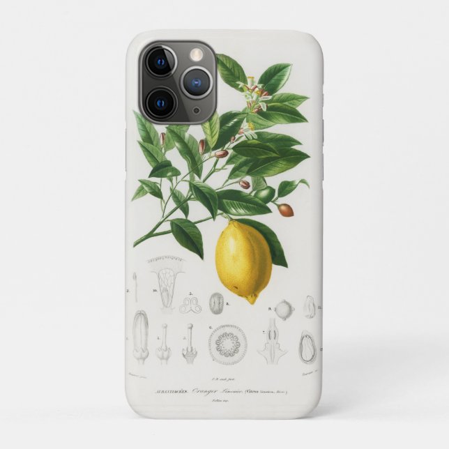 Lemon Citrus Fruit Botanical Limonium Illustration Case-Mate iPhone Case (Back)