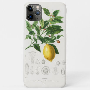 Lemon Citrus Fruit Botanical Limonium Illustration iPhone 11 Pro Max Case