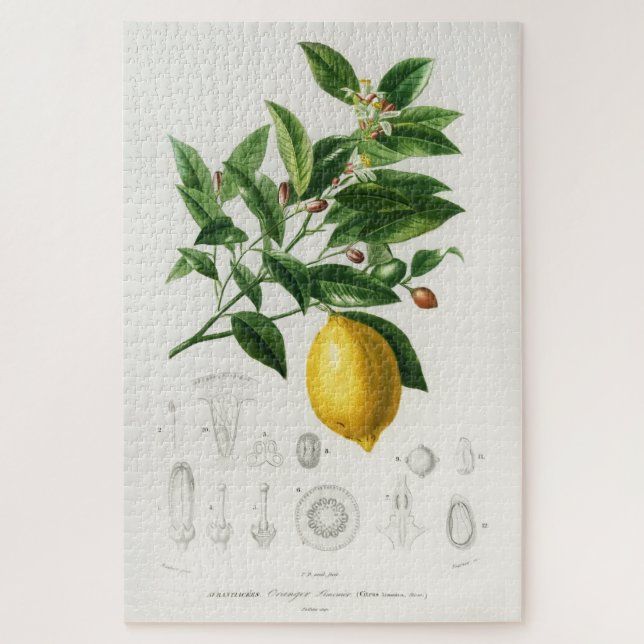 Lemon Citrus Fruit Botanical Limonium Illustration Jigsaw Puzzle (Vertical)