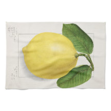 Lemon (Citrus Limon) by Ellen Isham Schutt – 1910