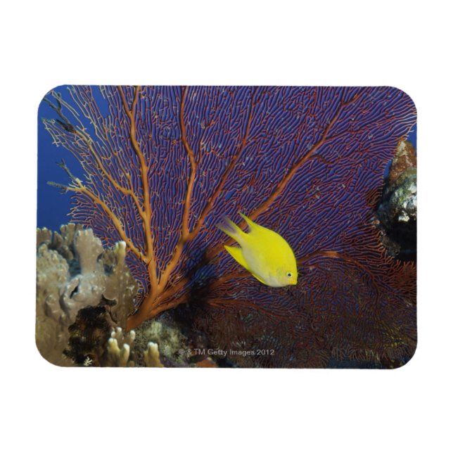 Lemon damsel magnet (Horizontal)