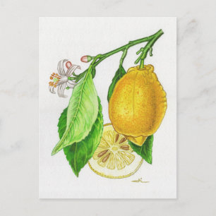 Lemon 'Ferraris Limonier' Postcard