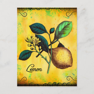 Lemon Fruit Flowers Leaves Vintage Botanical Postcard