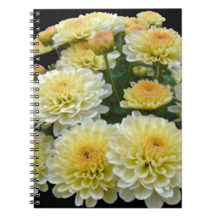 Lemon Meringue Chrysanthemums Notebook
