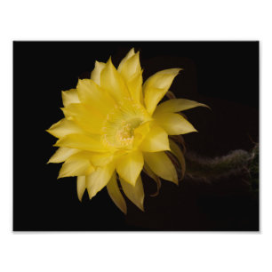 Lemon Pie Cactus Flower Delight Photo Print