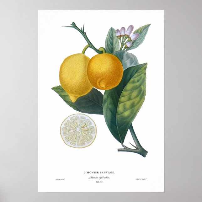 Lemon Poster (Front)