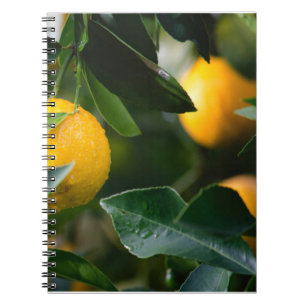 Lemon Tree Fruit Photography Notebook