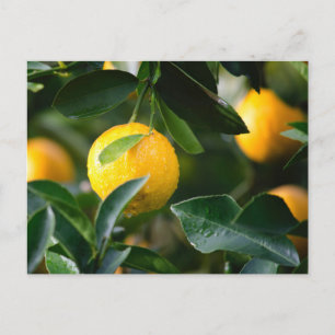 Lemon Tree Fruit Photography Postcard