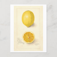 Lemon Vintage Botanical Illustration Postcard