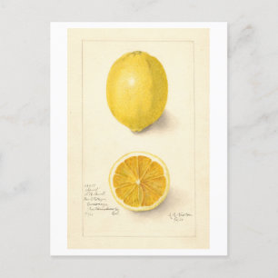 Lemon Vintage Botanical Illustration Postcard