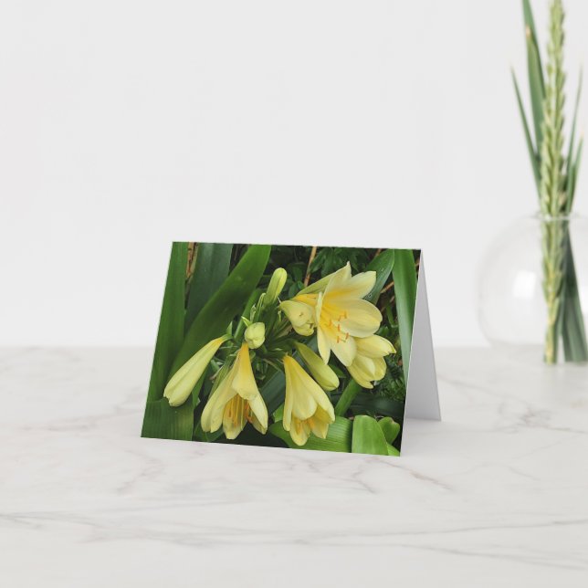 Lemon yellow clivias announcement (Front)