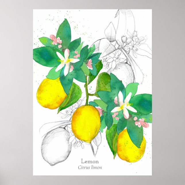 Lemons Botanical Plant Drawing Watercolor Poster (Front)