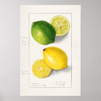 Lemons Citrus Limon 1908 by Ellen Isham Schutt