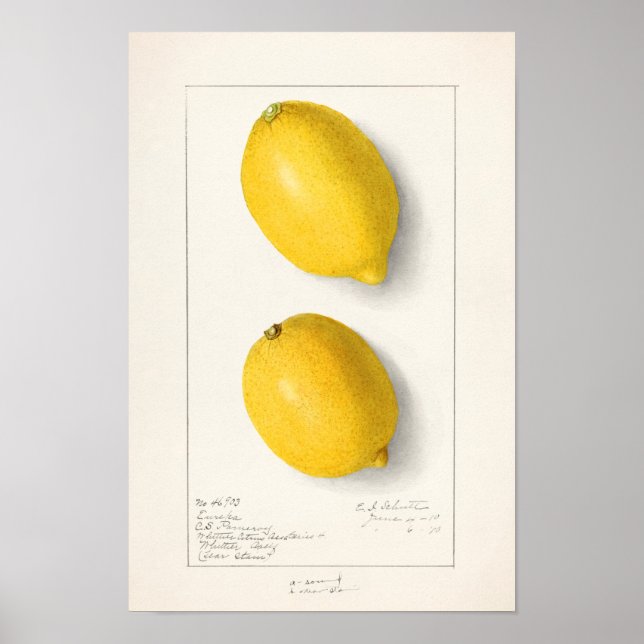 Lemons (Citrus Limon) Fruit Watercolor Painting Poster (Front)