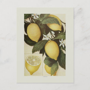 Lemons Postcard
