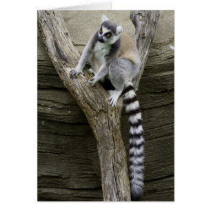 Lemur