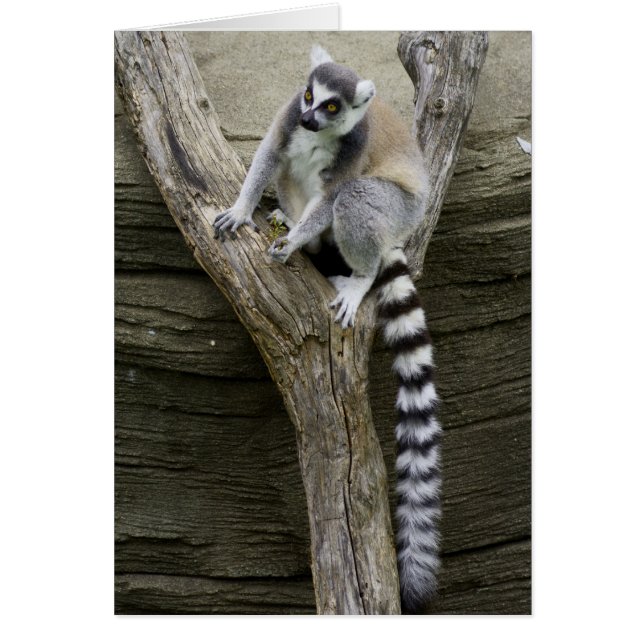 Lemur (Front)