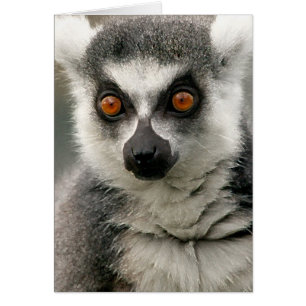 Lemur