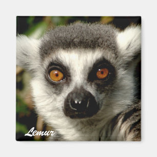 Lemur1 Magnet