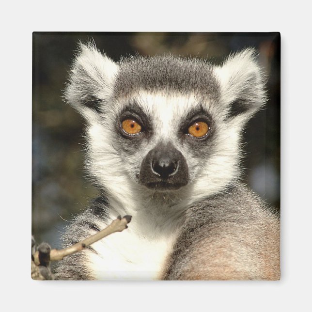 Lemur2 Magnet (Front)