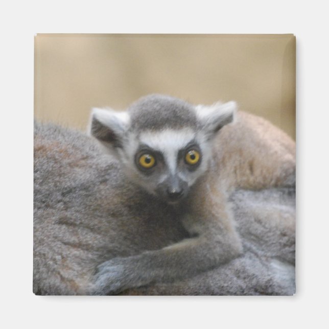 Lemur Baby  Magnet (Front)