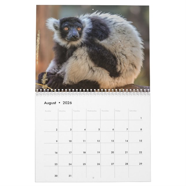 Lemur Calendar 2026 (Aug 2026)