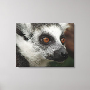 Lemur Canvas Print