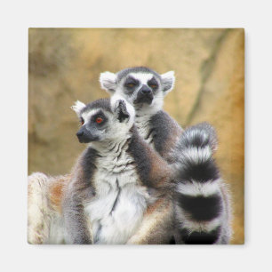 lemur couple magnet