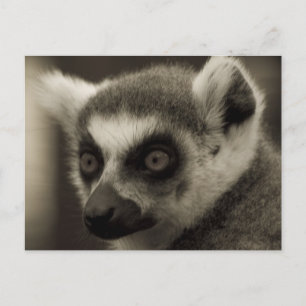 lemur face postcard