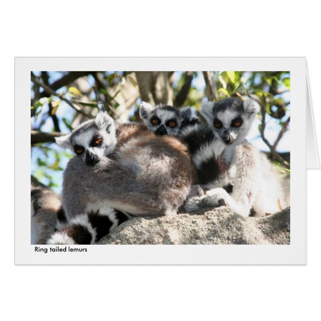 Lemur Gift Card (Front Horizontal)