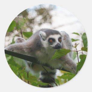 Lemur in the Open Air Classic Round Sticker