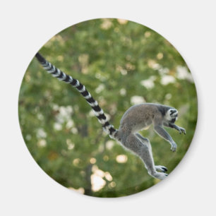 Lemur Jump Magnet