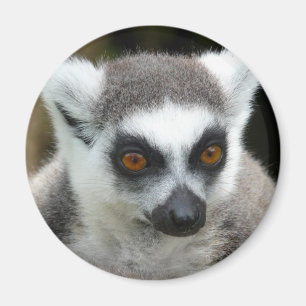 Lemur Magnet