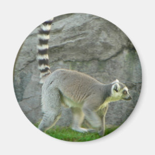 Lemur Magnet