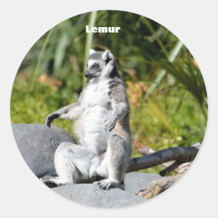 Lemur Monkey Classic Round Sticker