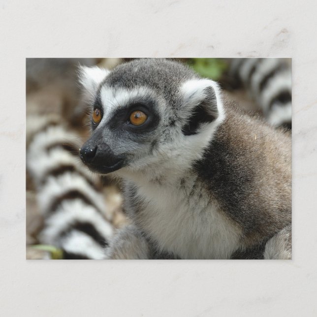 Lemur Monkey Postcard (Front)
